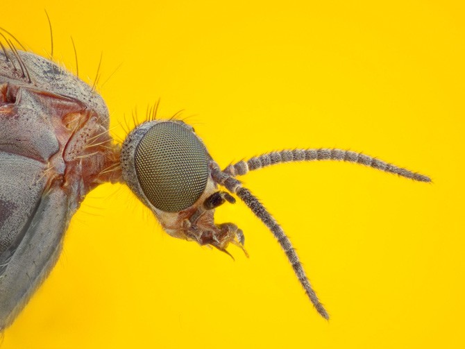 Anisopodidae