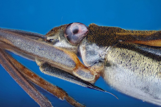 araignée d'eau