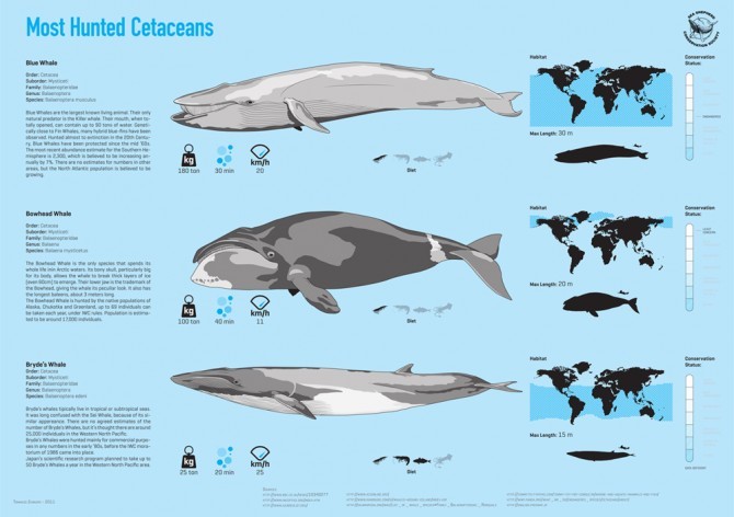 cetaceicacciati-21