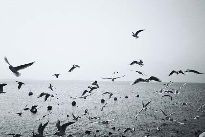 birds_christianneuenschwander_900