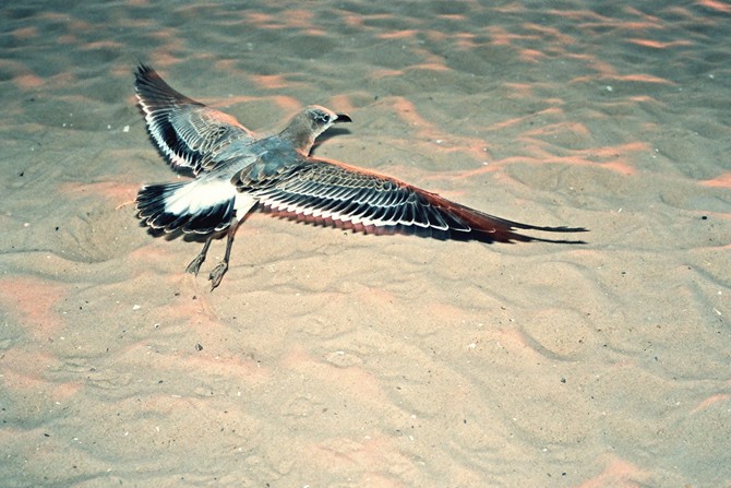 spreadyourwings1_christianneuenschwander_900