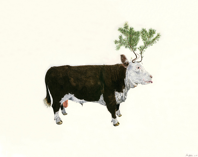 bull-and-spruce-w